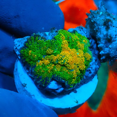 RHODACTIS REVERSED TEQUILLA (1P) #1504041