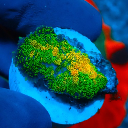 RHODACTIS REVERSED TEQUILLA (1P) #1504042