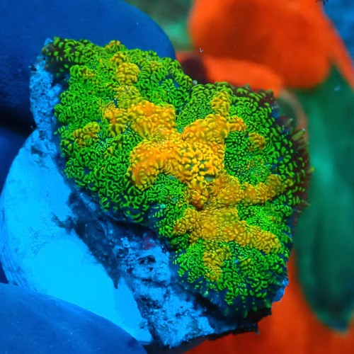 RHODACTIS REVERSED TEQUILLA (1P) #1504043