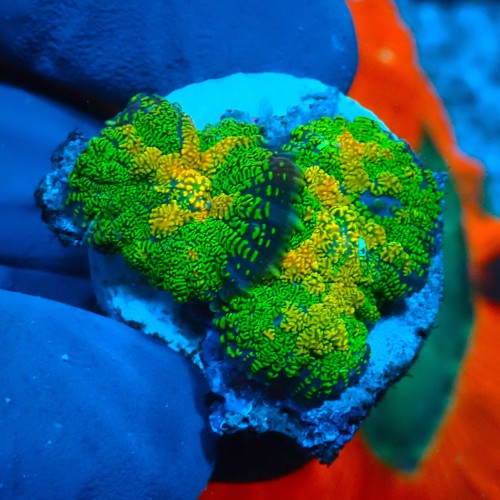 RHODACTIS REVERSED TEQUILLA (2P) #1504038