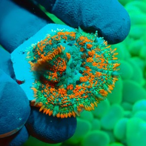 RHODACTIS ULTRA FOREST FIRE (1P) #1504078