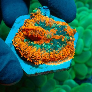 RHODACTIS ULTRA FOREST FIRE (1P) #1504080