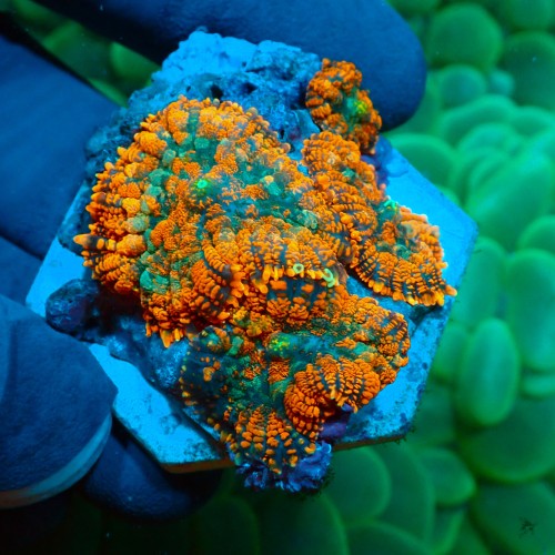 RHODACTIS ULTRA FOREST FIRE (4P) #1504084