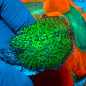 RHODACTIS ULTRA GREEN (1P) MIX #1504045