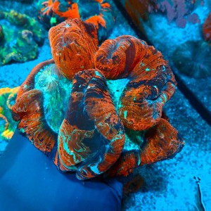 TRACHYPHYLLIA BICOLOR RED XL (~15CM) #1504050