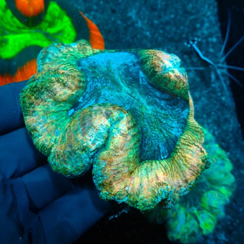 TRACHYPHYLLIA MULTICOLOR M (~10CM) #1504068