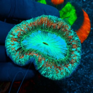 TRACHYPHYLLIA MULTICOLOR S/M (~8CM) #1504070