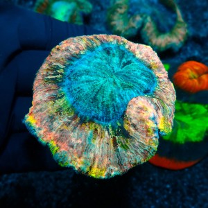 TRACHYPHYLLIA RAINBOW MULTICOLOR M (~9CM) #1504076