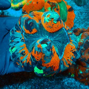 TRACHYPHYLLIA RAINBOW RED L (~12CM) #1504047
