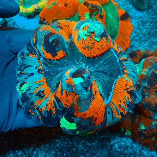 TRACHYPHYLLIA RAINBOW RED L (~12CM) #1504047