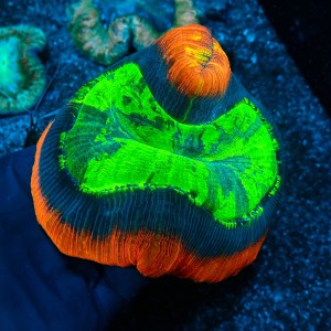 TRACHYPHYLLIA RAINBOW RED L (~12CM) #1504072