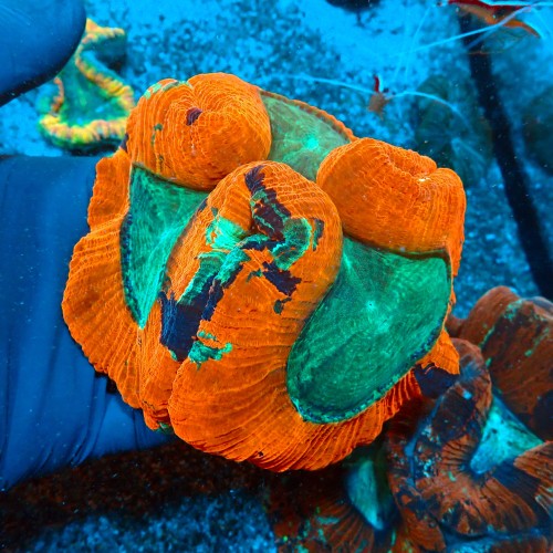 TRACHYPHYLLIA RAINBOW RED L (~15CM) #1504048