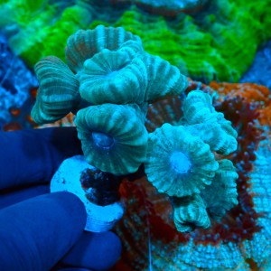 CAULASTREA MINT (~10P) MIX #1504011