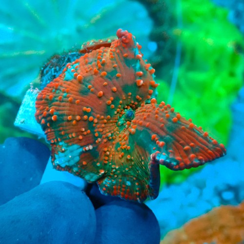 DISCOSOMA INTERSTELLAR (3P) #1504055 169.JPG