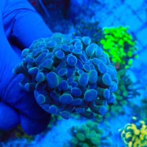 EUPHYLLIA PARAANCORA HOLOGRAM B (1P) MIX #1504094