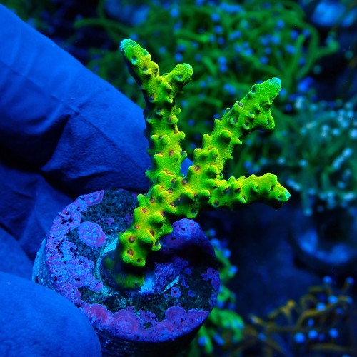 ANACROPORA SLIMEBALL FRAG (~5CM) MIX #1704001