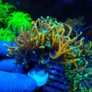 EUPHYLLIA GLABRESCENS ULTRA GOLDEN TORCH M (2P+) MIX #1704002