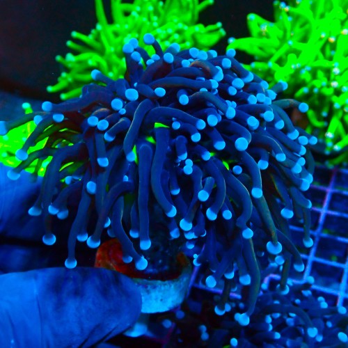 EUPHYLLIA GLABRESCENS ULTRA TOXIC GREEN CENTER (2P) #1704003