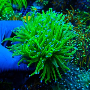 EUPHYLLIA GLABRESCENS HULK TOXIC GREEN L (5P+) #1704004