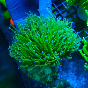 EUPHYLLIA GLABRESCENS HULK TOXIC GREEN L (5P+) #1704005