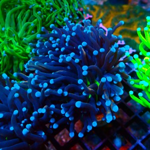 EUPHYLLIA GLABRESCENS ULTRA TOXIC GREEN CENTER (1P) #1704006