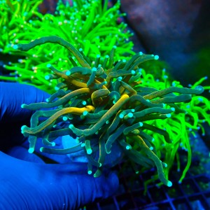 EUPHYLLIA GLABRESCENS TIGER TORCH GOLD (DOUBLEHEAD) #1704007