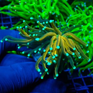 EUPHYLLIA GLABRESCENS TIGER TORCH GOLD (DOUBLEHEAD) #1704008