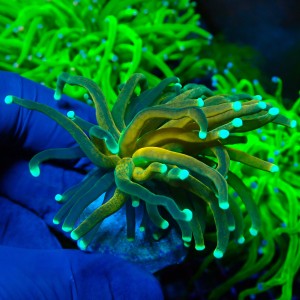 EUPHYLLIA GLABRESCENS TIGER TORCH GOLD (1P) #1704009