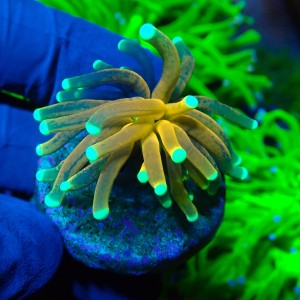 EUPHYLLIA GLABRESCENS TIGER TORCH GOLD (1P) #1704010