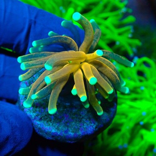 EUPHYLLIA GLABRESCENS TIGER TORCH GOLD (1P) #1704010