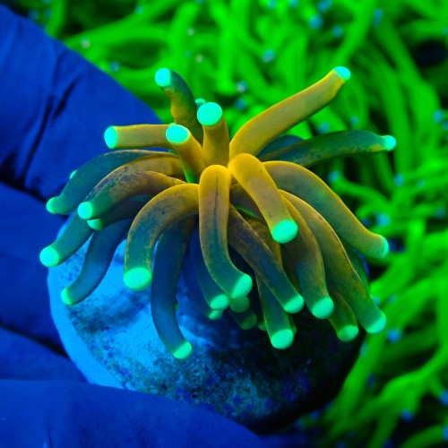 EUPHYLLIA GLABRESCENS TIGER TORCH GOLD (1P) #1704011