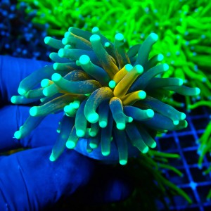 EUPHYLLIA GLABRESCENS TIGER TORCH GOLD (1P) #1704012