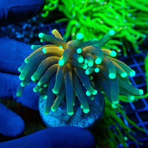 EUPHYLLIA GLABRESCENS TIGER TORCH GOLD (1P) #1704013