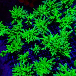 ACROPORA FLUO GREEN S (~5CM) MIX #1704014