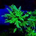 ACROPORA FLUO GREEN M (~9CM) MIX #1704015