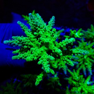 ACROPORA FLUO GREEN M (~9CM) MIX #1704015