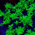 ACROPORA FLUO GREEN M (~9CM) MIX #1704015