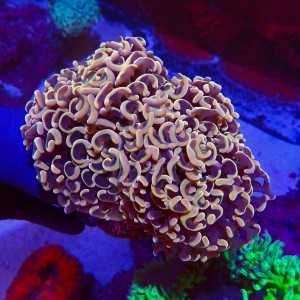 EUPHYLLIA ANCORA RAINBOW GOLD L (~15CM) #1704015