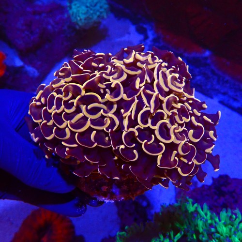 EUPHYLLIA ANCORA RAINBOW GOLD L (~15CM) #1704016