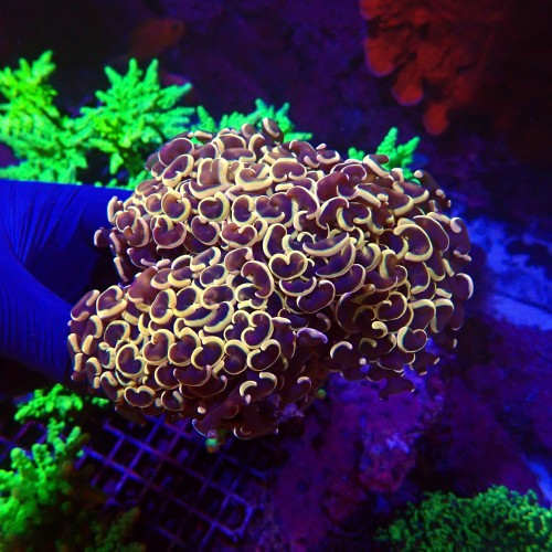 EUPHYLLIA ANCORA RAINBOW GOLD L (~15CM) #1704017