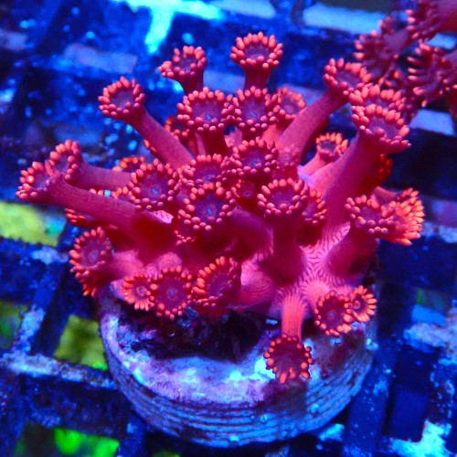 GONIOPORA RED S (~3CM) #1704020