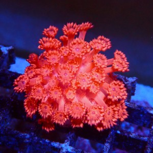 GONIOPORA ULTRA RED S (~3CM) #1704022
