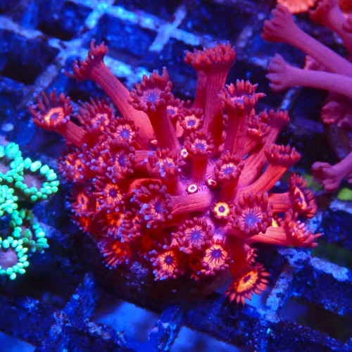 GONIOPORA RED BLUE EYE M (~5CM) #1704023