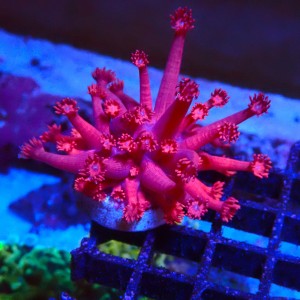 GONIOPORA RED M (~5CM) #1704024