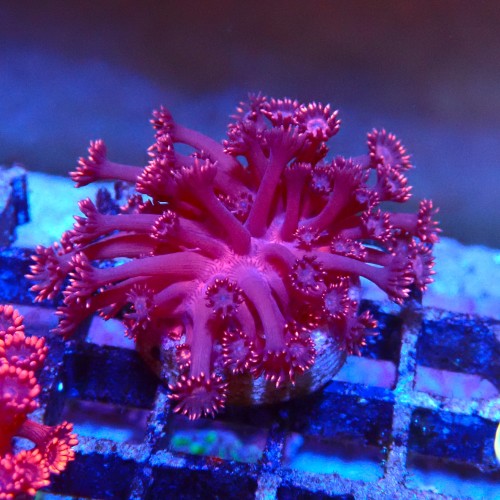 GONIOPORA RED S (~3CM) #1704025