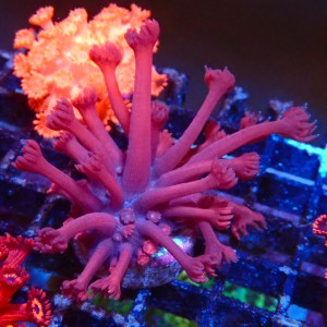 GONIOPORA RED M (~5CM) #1704026