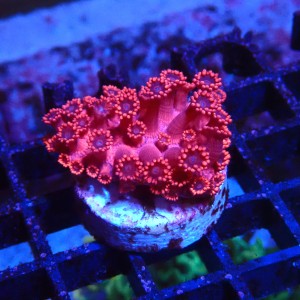 GONIOPORA RED S (~3CM) #1704027