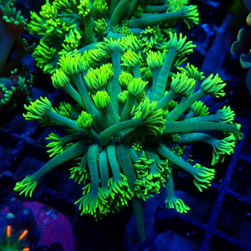 GONIOPORA FLUO GREEN M (~5CM) #1704028
