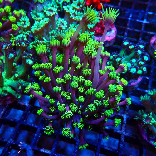 GONIOPORA GREEN INFERNO M (~5CM) #1704029