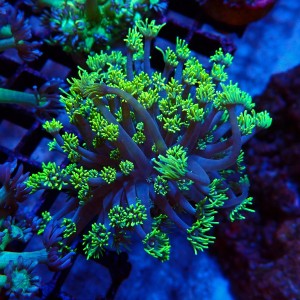 GONIOPORA BICOLOR FLUO GREEN M (~5CM) #1704030